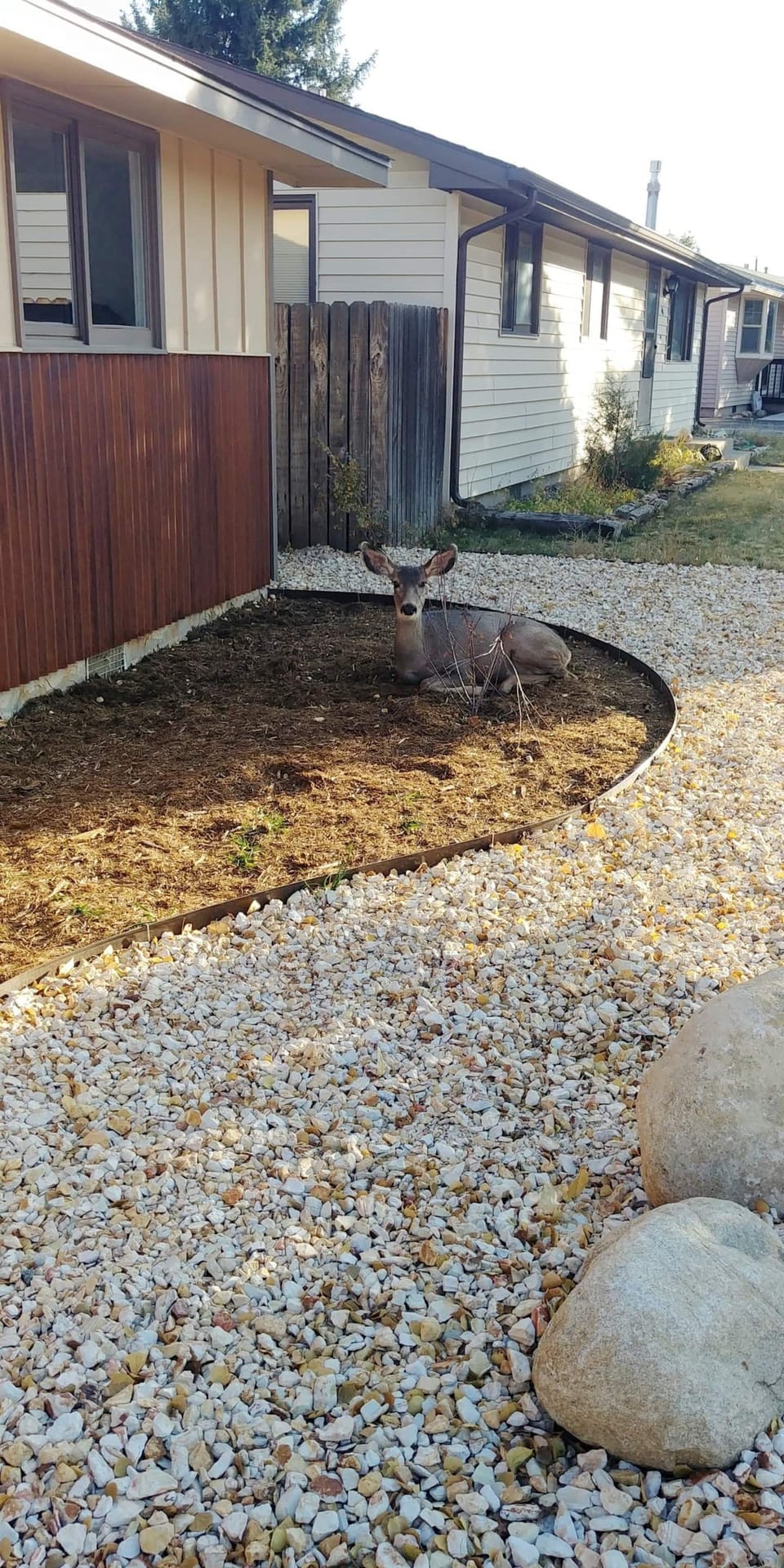 Deer Visitor