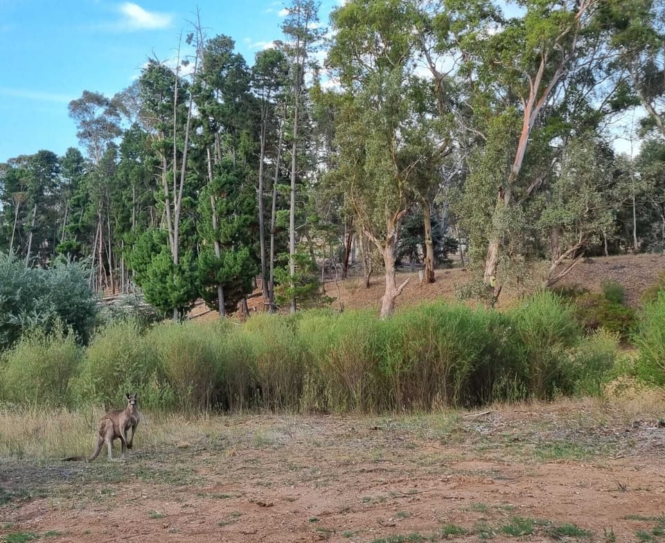 Kangaroos feed just outside the back door. Birdlife is also abundant.