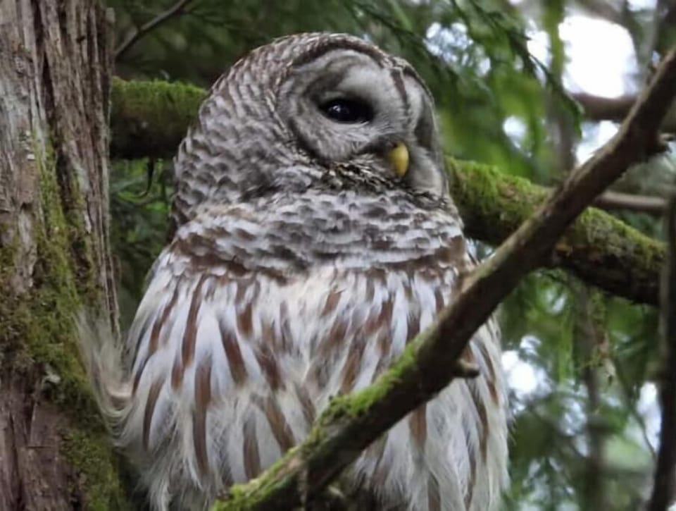 Abundant activity from our birds of prey can be seen from the cabin. 