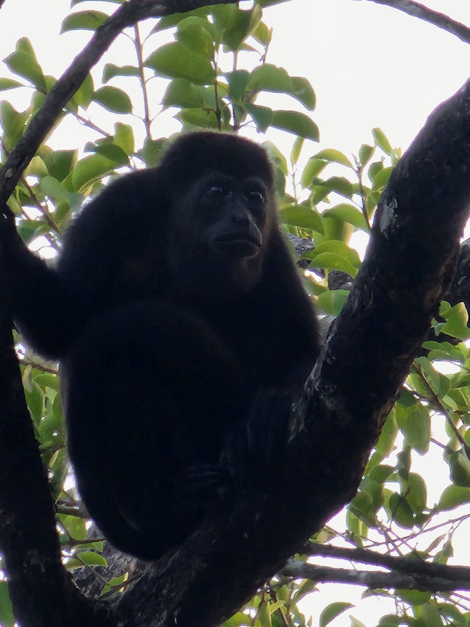 howler monkey