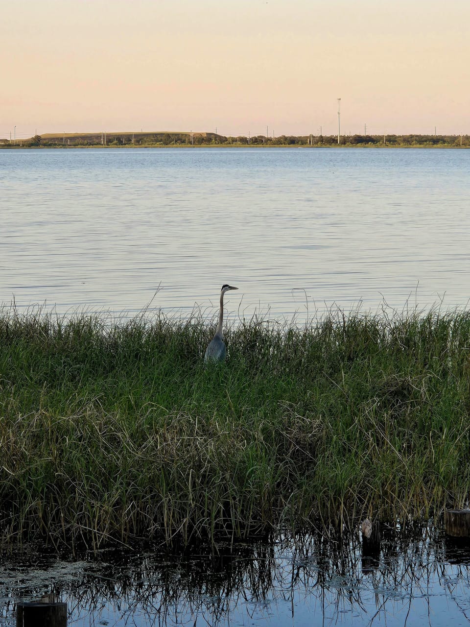Oh, hello nature. Water's Edge has wonderful birdwatching!