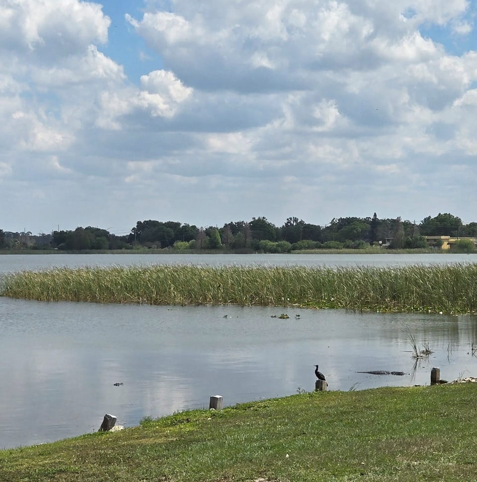 Great nature watching! Birds and gators!
