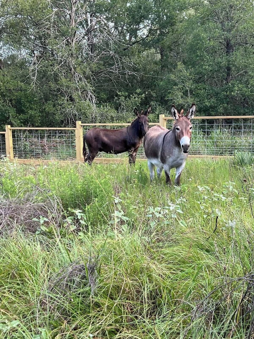 Meet our two donkeys! Timone and Pumba. 

They are located at the back of the property. Welcome to say hello to them! They will be gaining more friends as we add more animals soon! 