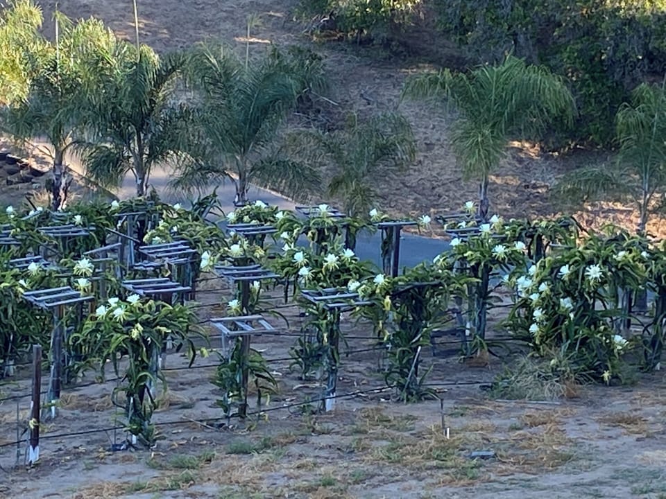 Picture of Dragon fruit on property in bloom