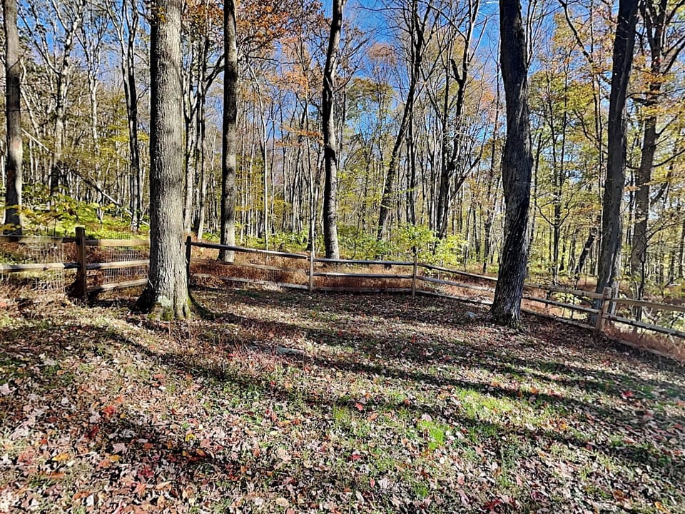 Fenced-In Back Yard