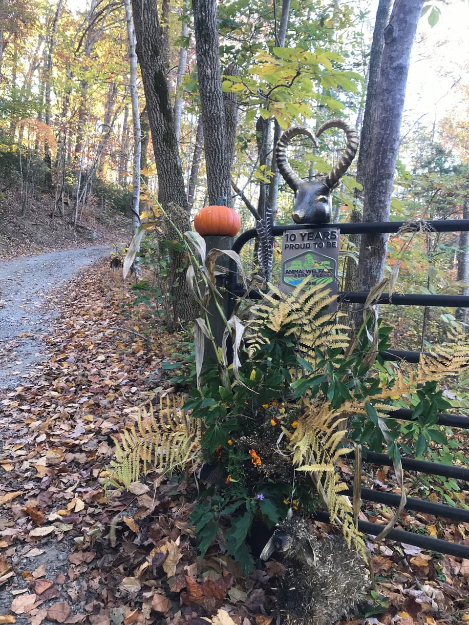 The driveway entrance in fall decorations off scenic route 231