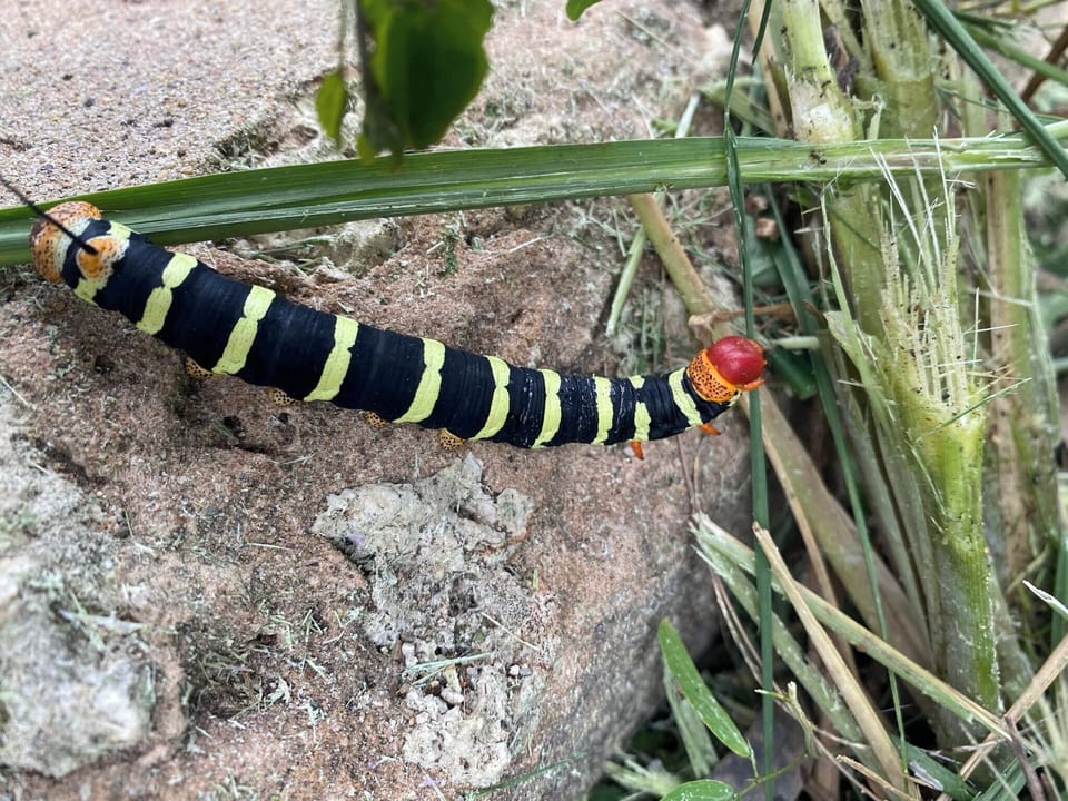 Birds, Catepillars, Iguanas, Mongoose, Butterflies and more daily visiters