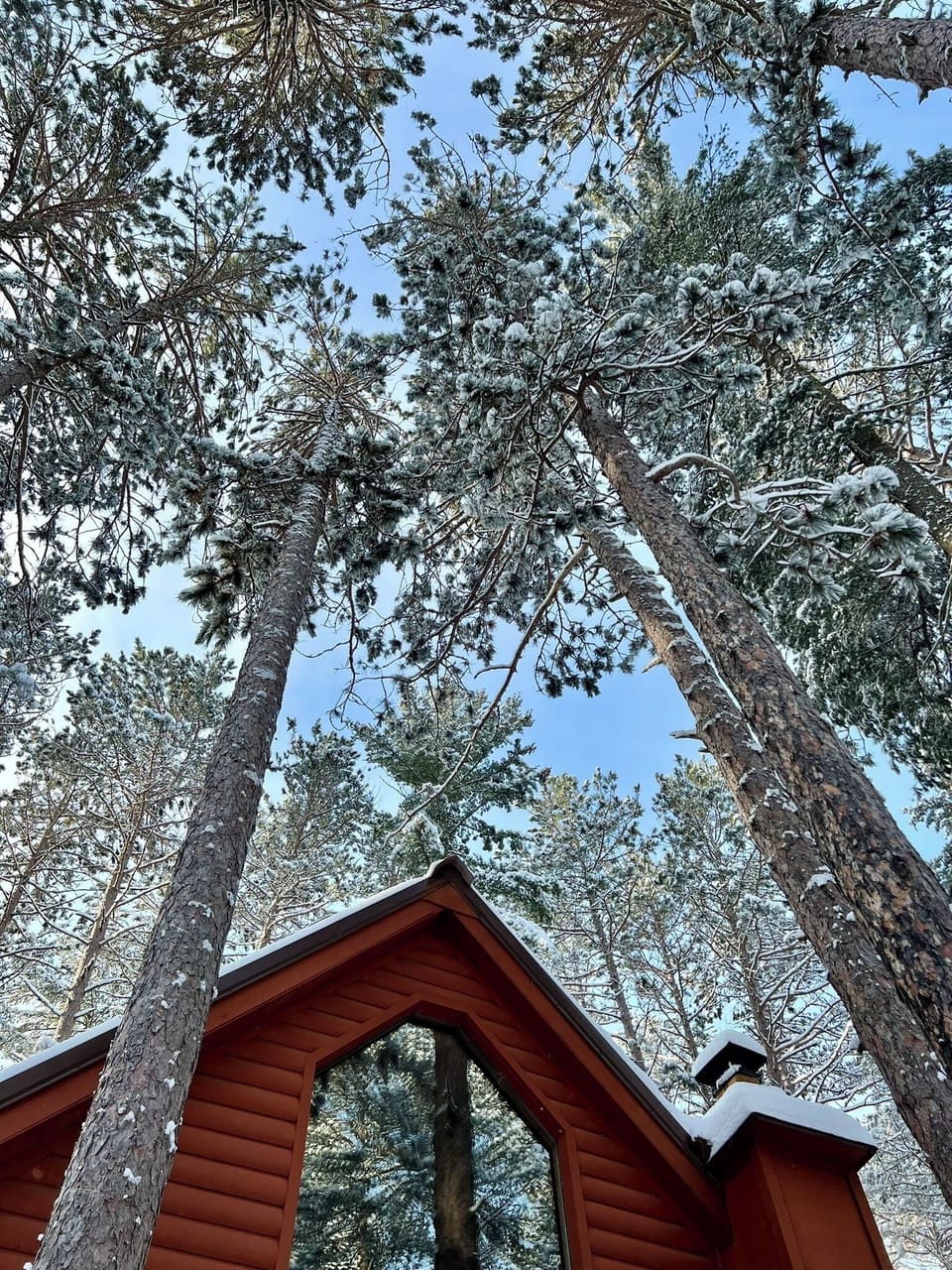Piney Woods Retreat | Beautiful Pine Forest | Hiking Trails from the Cabin