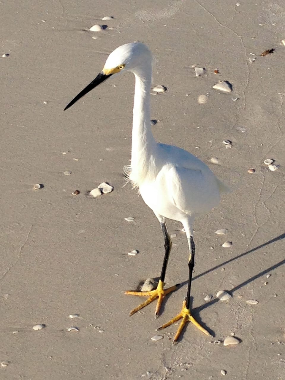 … seashells and snowy egrets.