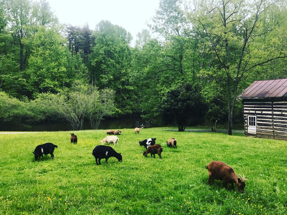 A few free roamers at the farm 