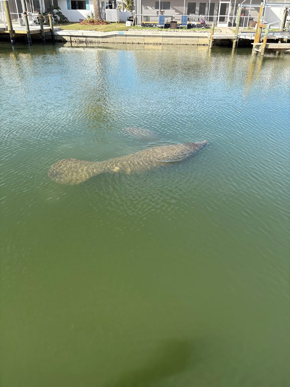 Manatee sightings!