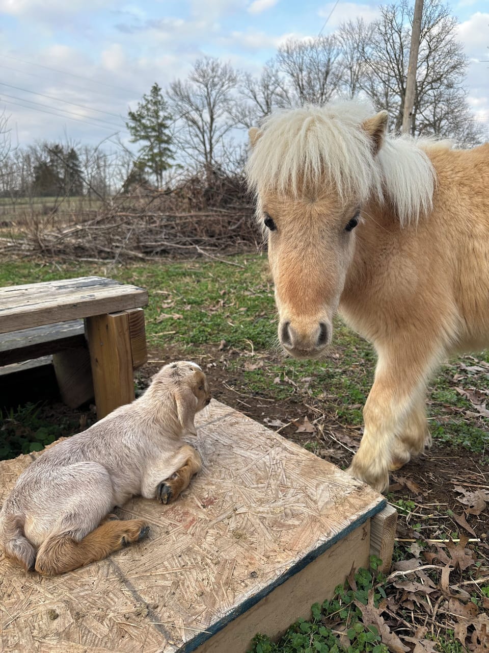 Baby goat and mini horse on the property