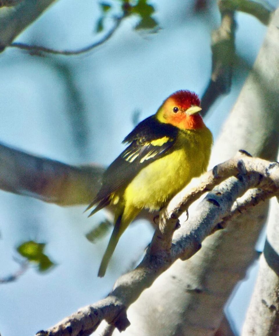 Western Tanager