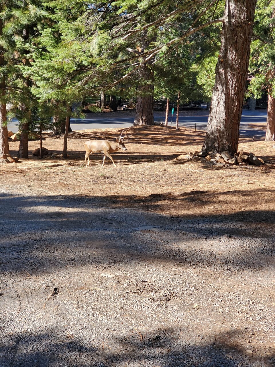 wandering wildlife 