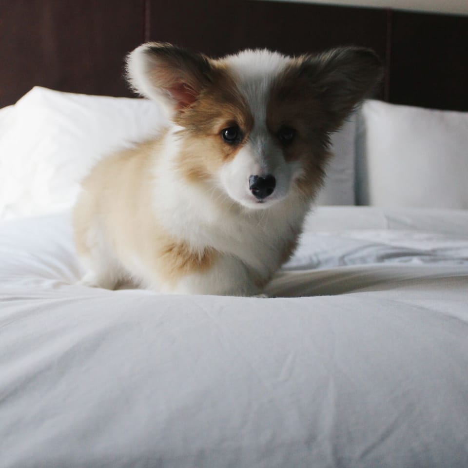 Savor thoughtful in-room touches for a pampered, restful stay.