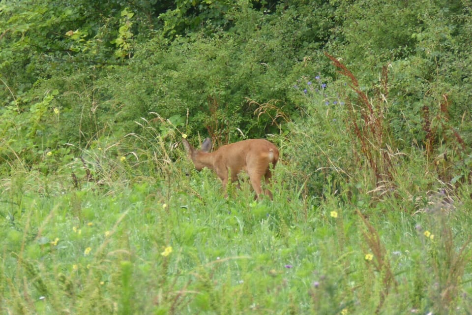 Surroundings [summer] (1-5 km)