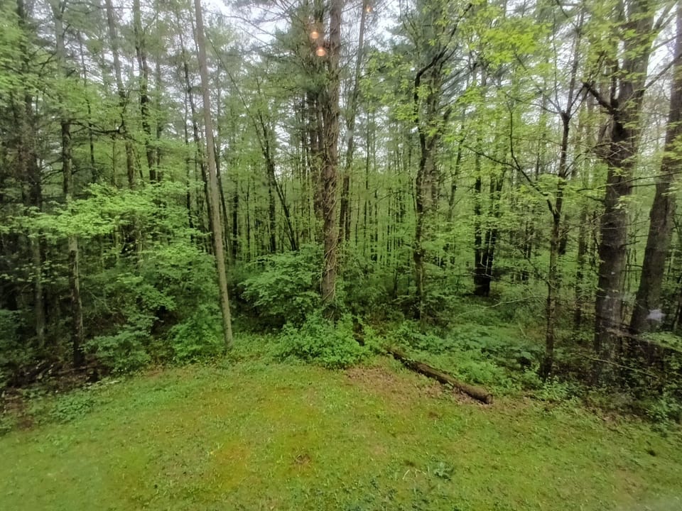 Backyard with trails walking trails through the wooded areas