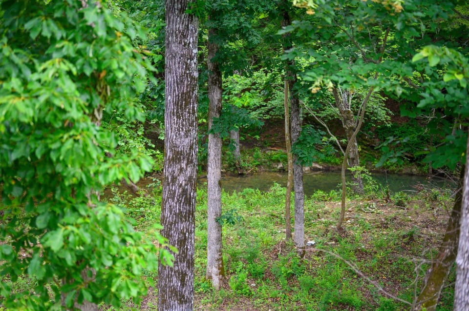Wooded creek