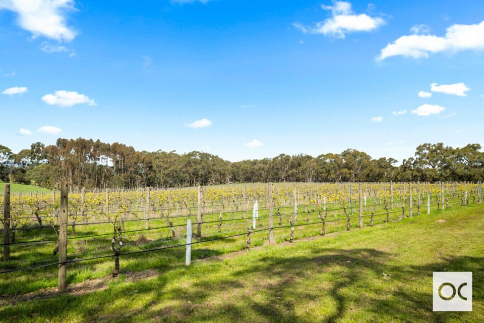 A vineyard with rows of grapevines stretching across a grassy field under a bright blue sky with scattered clouds. In the background, there are trees, adding to the scenic and serene rural atmosphere.