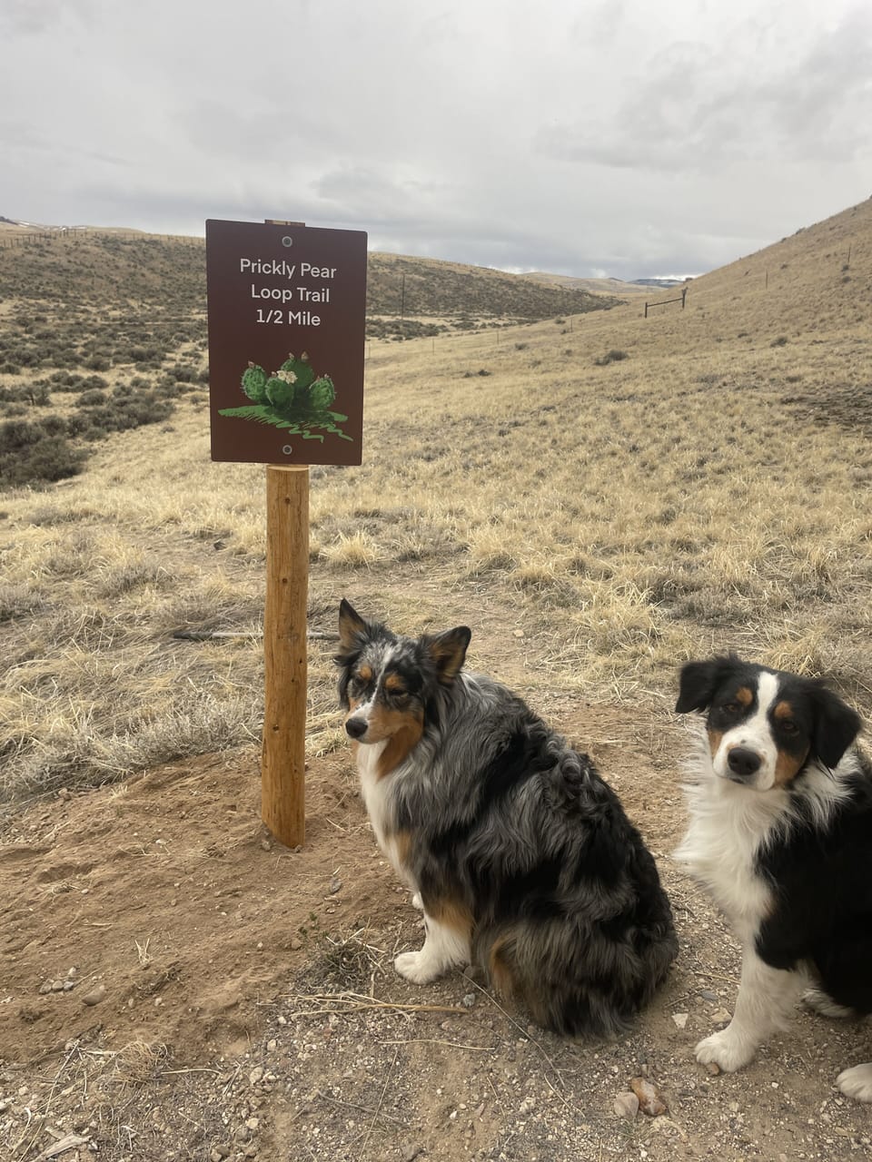 Pet-friendly
