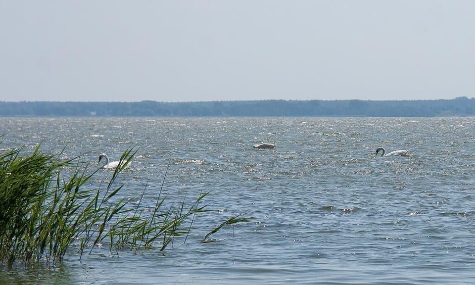 Lake view with swans and reeds