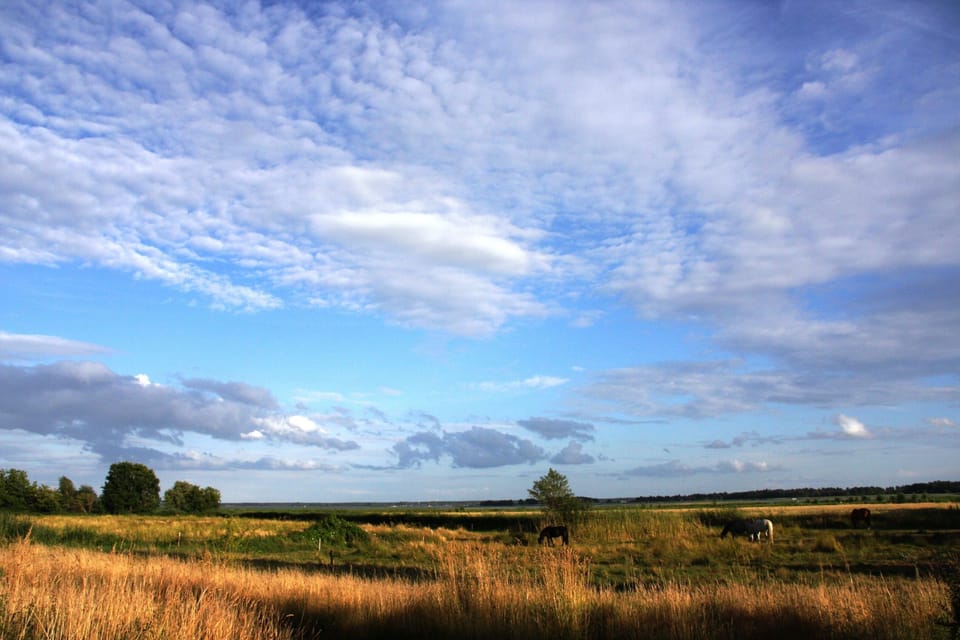 Expansive Landscape with Tall Grasses