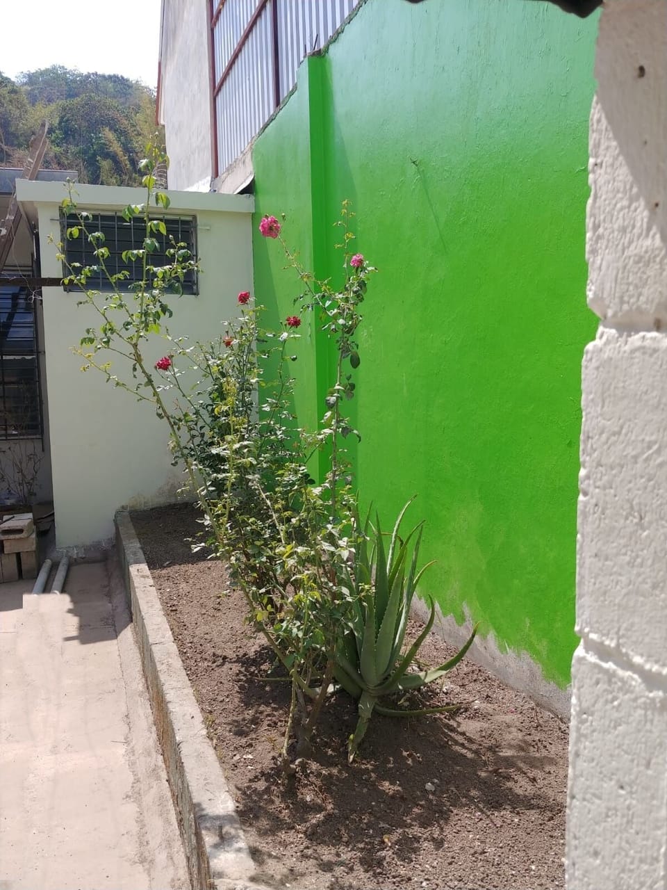 Garden in the patio