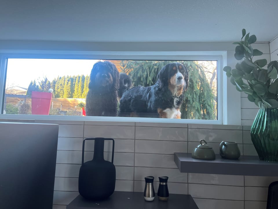 Bella and George will come and visit!