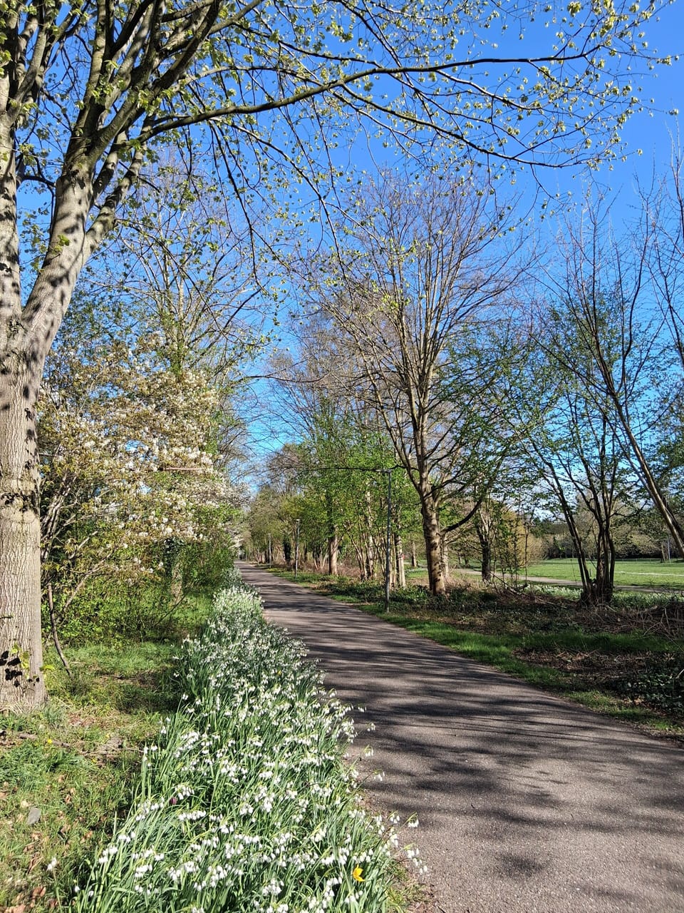 lente in het park naast het huis