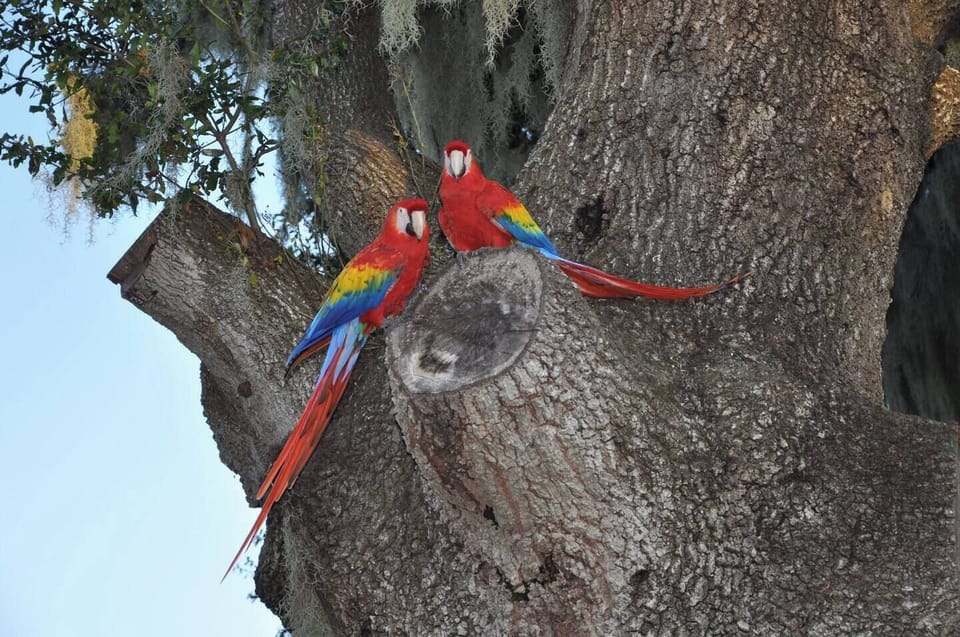 Scarlet Macaws on property.