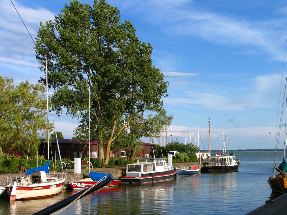 Harbor with Boats and Trees