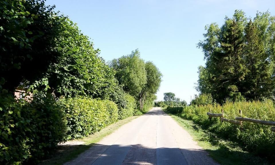 Scenic road surrounded by trees