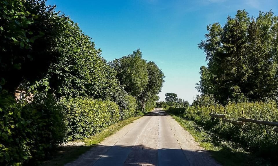Rural road with trees and bushes