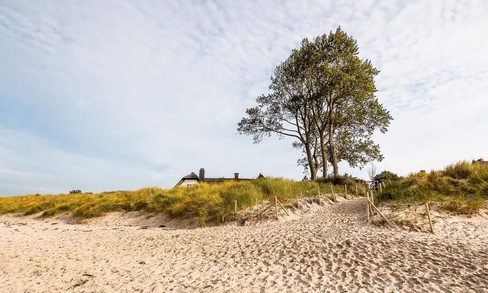 Beach Landscape with Trees in the Background
