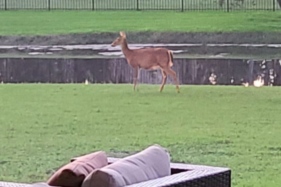 Deer are frequent visitors to the property, including this doe. 