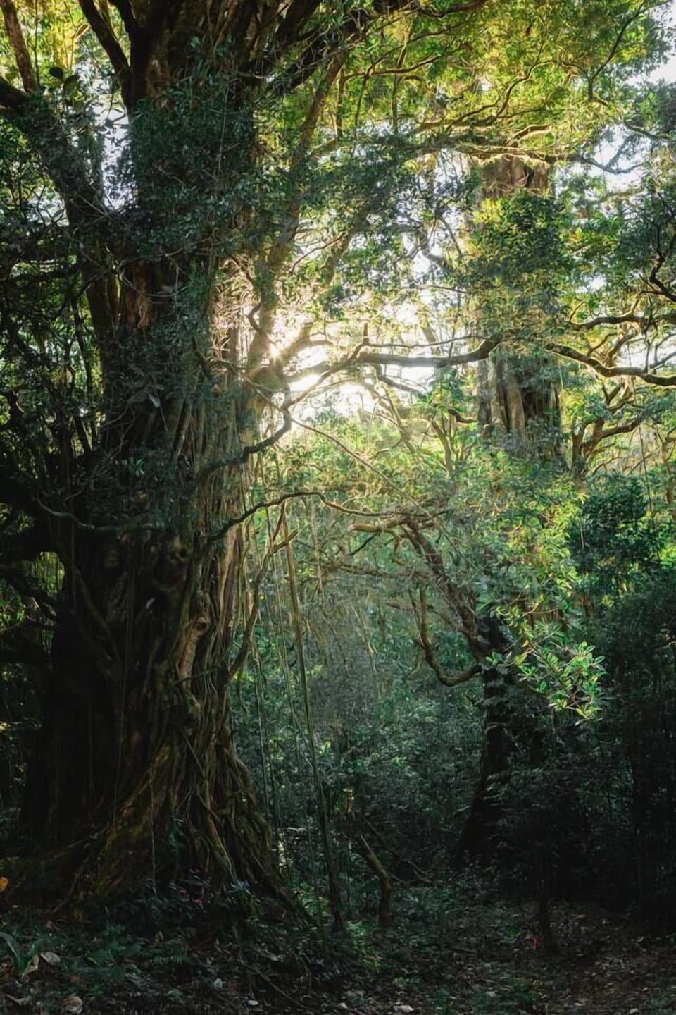 El bosque que nos rodea