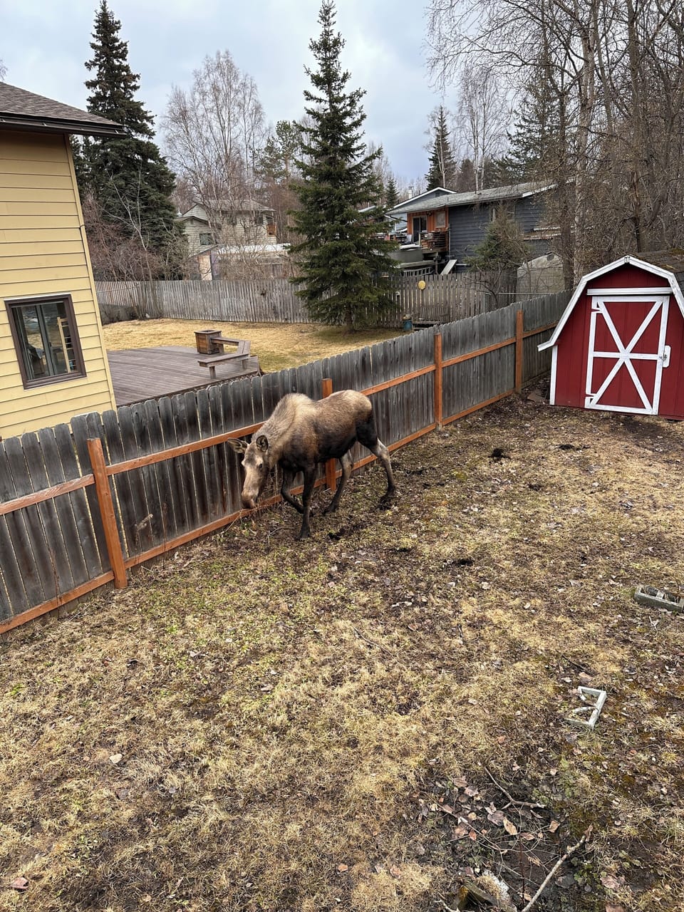 The moose love our back yard. They feel so at home.