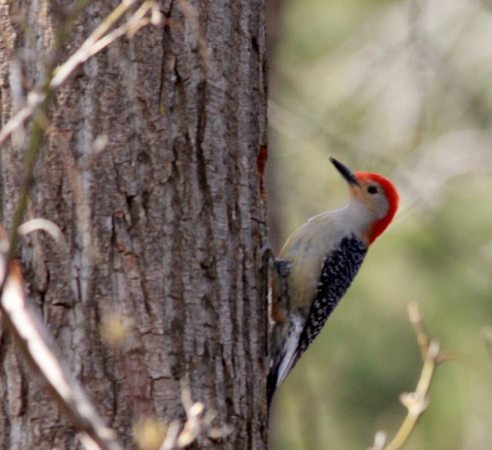 Woodpecker... lots of birds here, year around