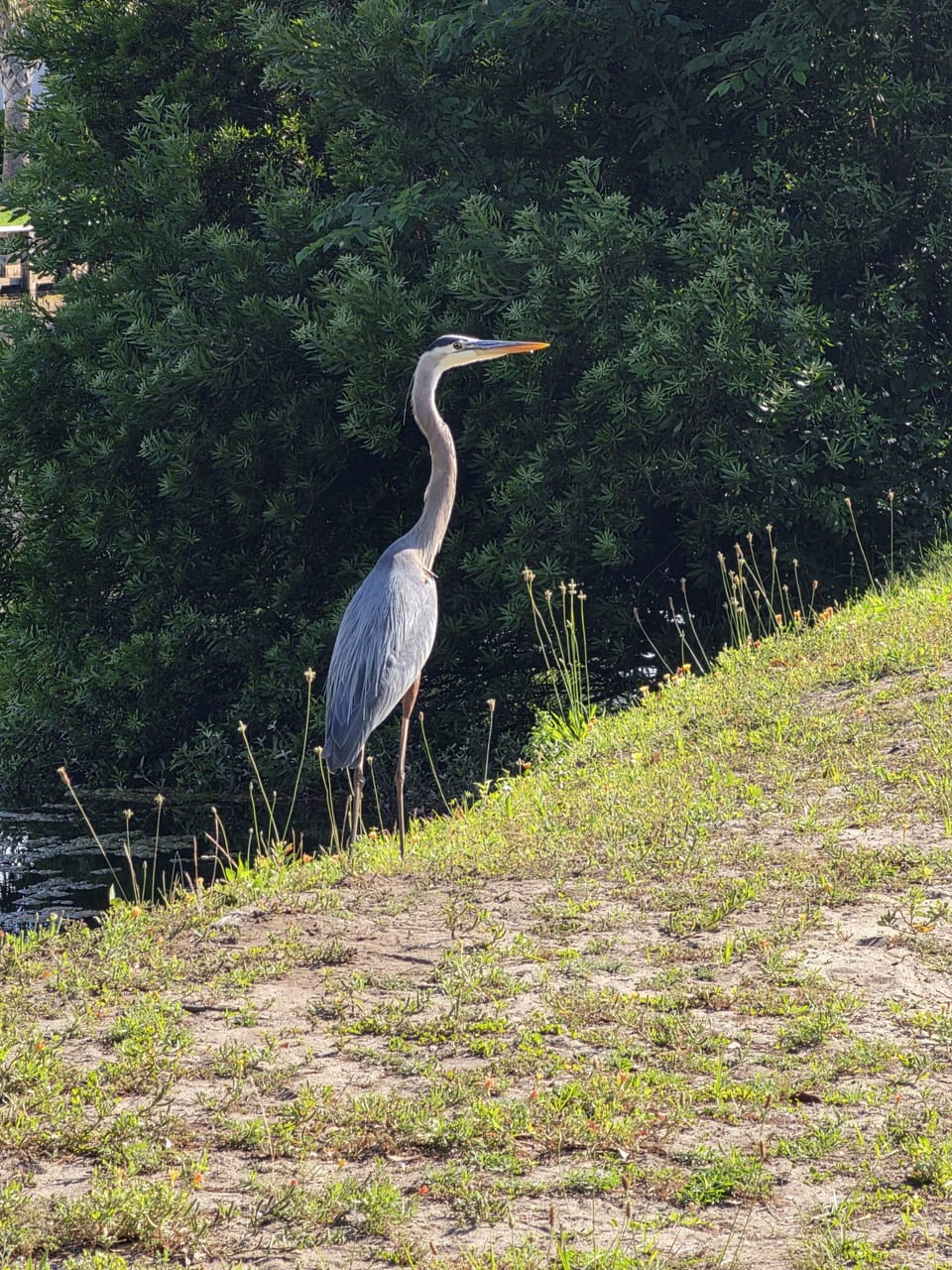 Land, Nature, Outdoors, Pond, Water