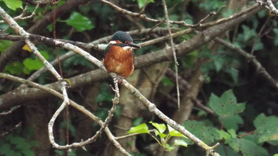 A resident kingfisher (photographed by a guest).