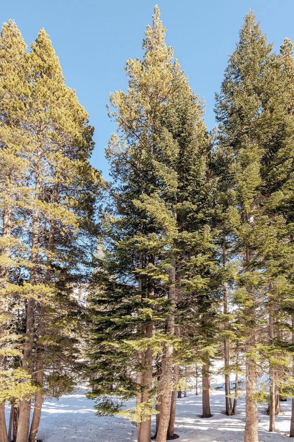 Towering pines frame the view in Kirkwood—lush green needles meet mountain peaks, creating a serene alpine scene right outside your window.