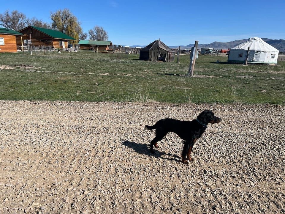 Pet-friendly