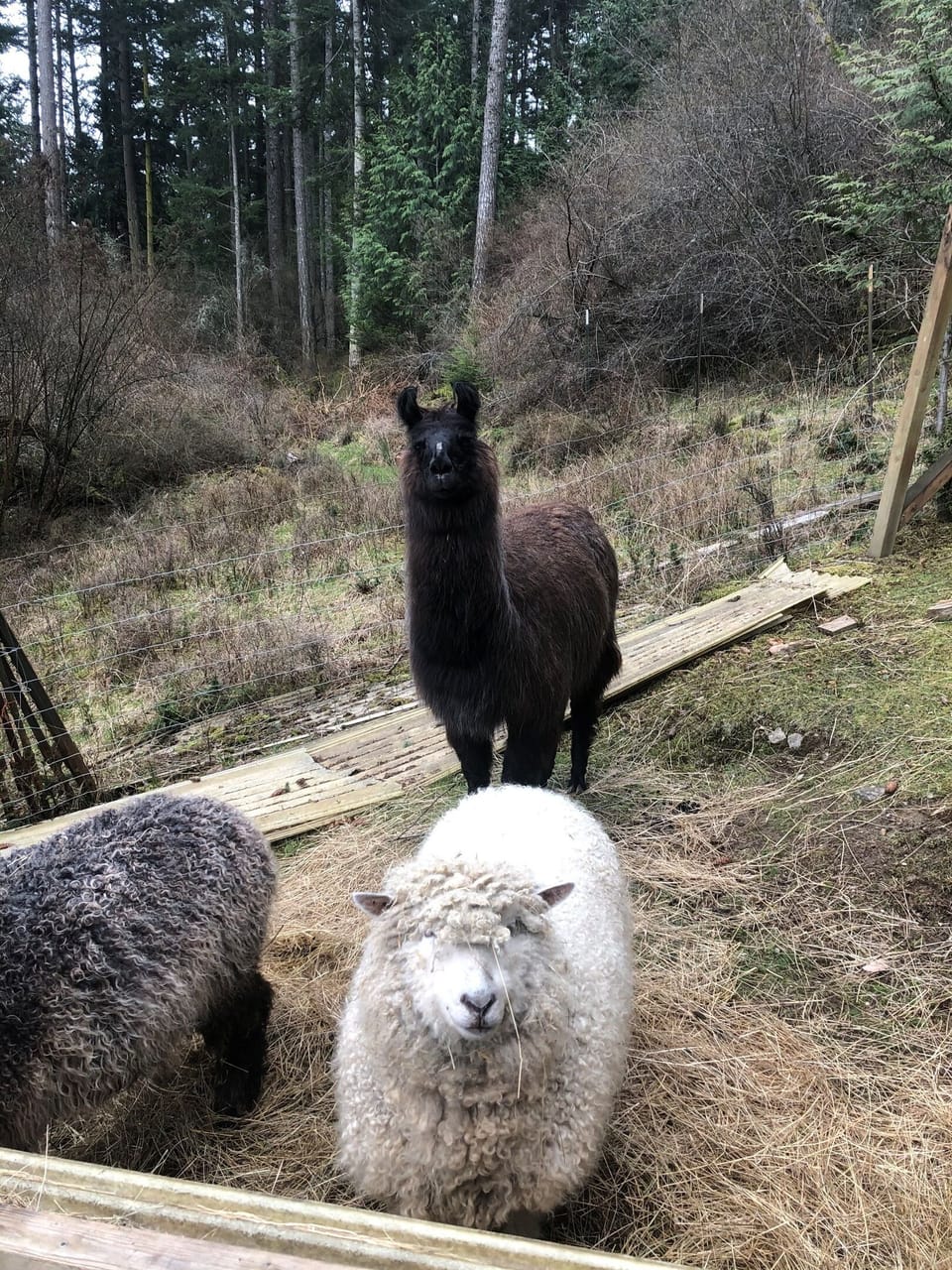 There is always plenty of smiles on the farm!