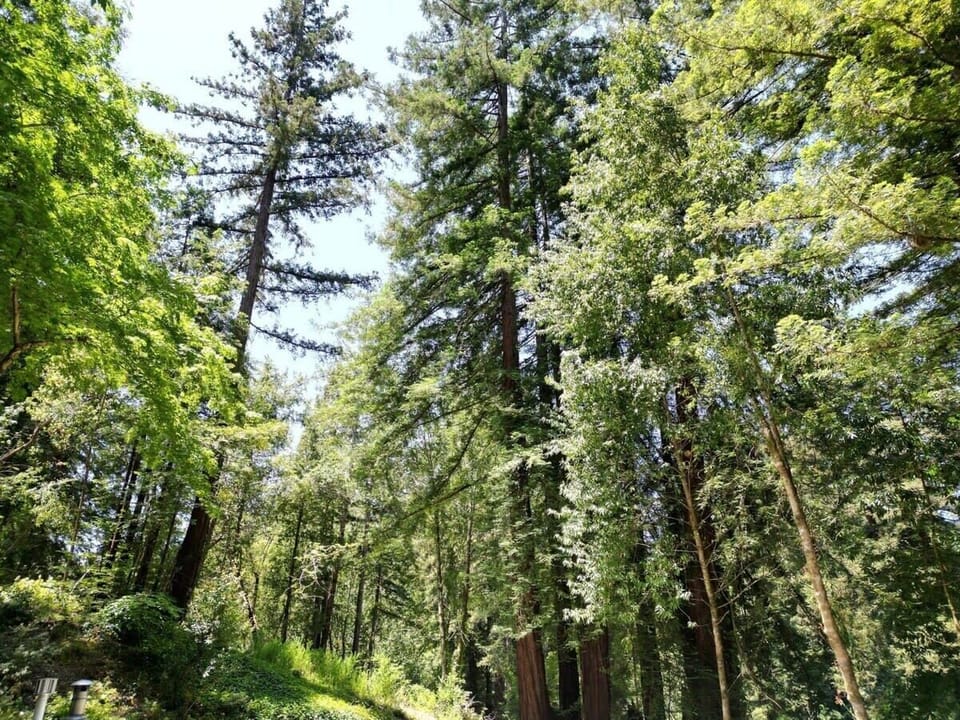 Enjoy the redwoods.