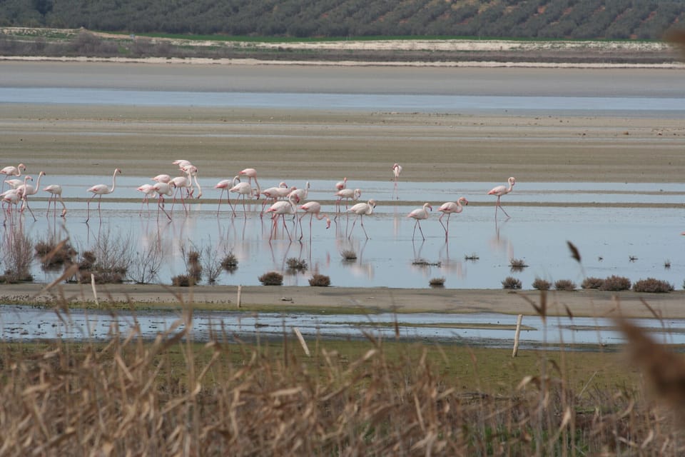 Fuente de Piedra, flamingos