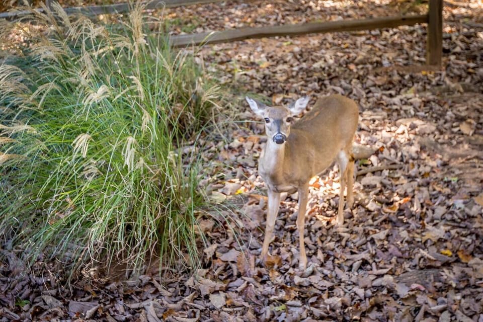Daily Wildlife Visits