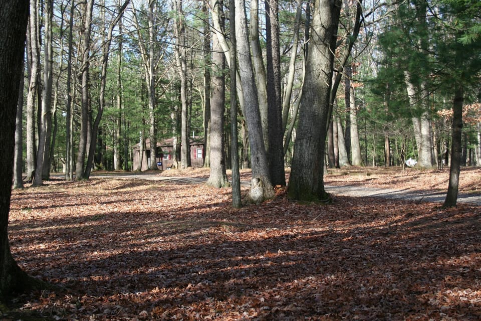View of Blue Spruce Cabin.