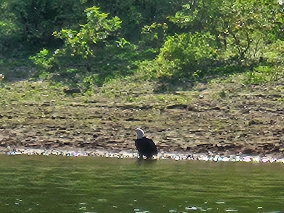 Bald Eagle on Truman Lake
