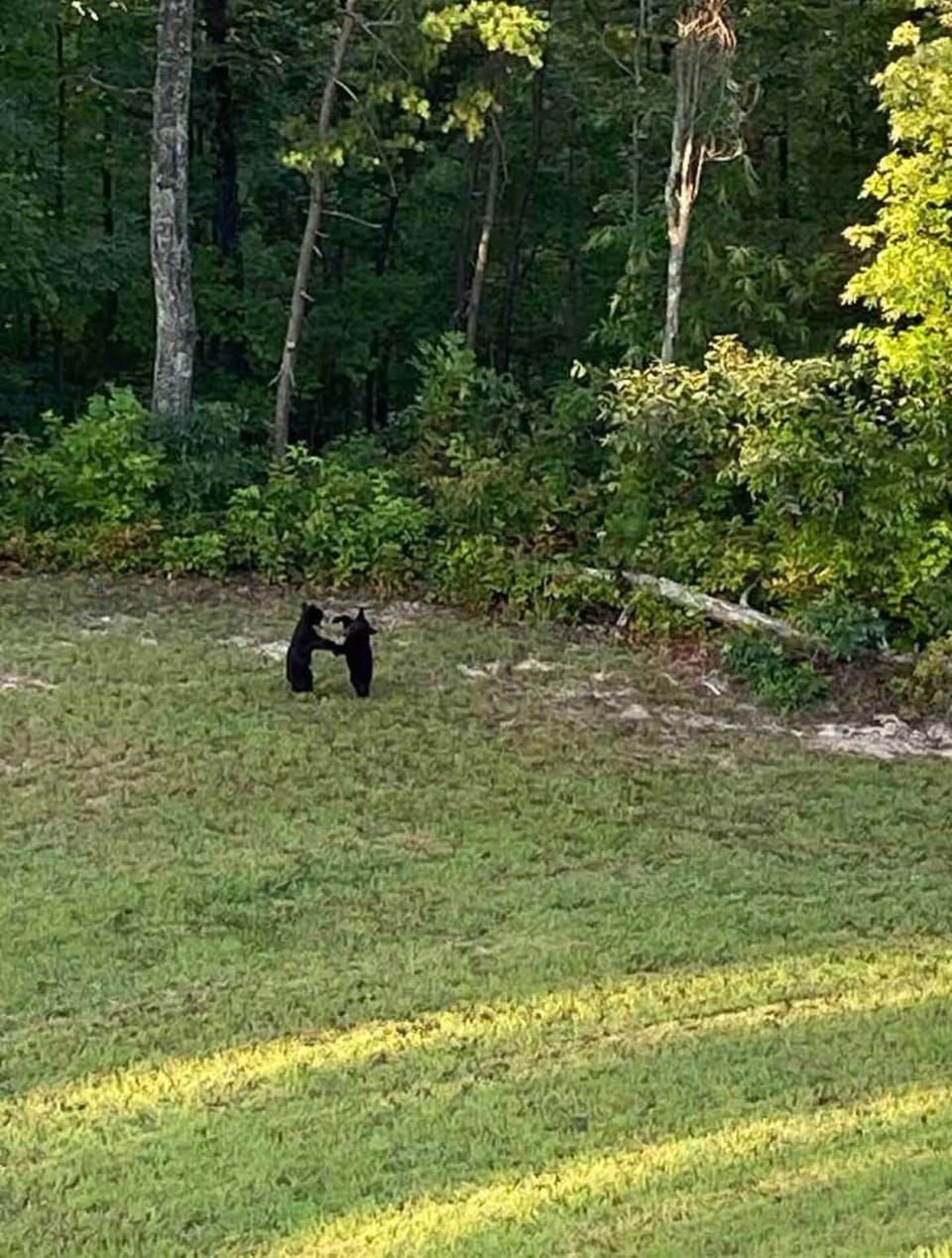 Local twins offering entertainment!
