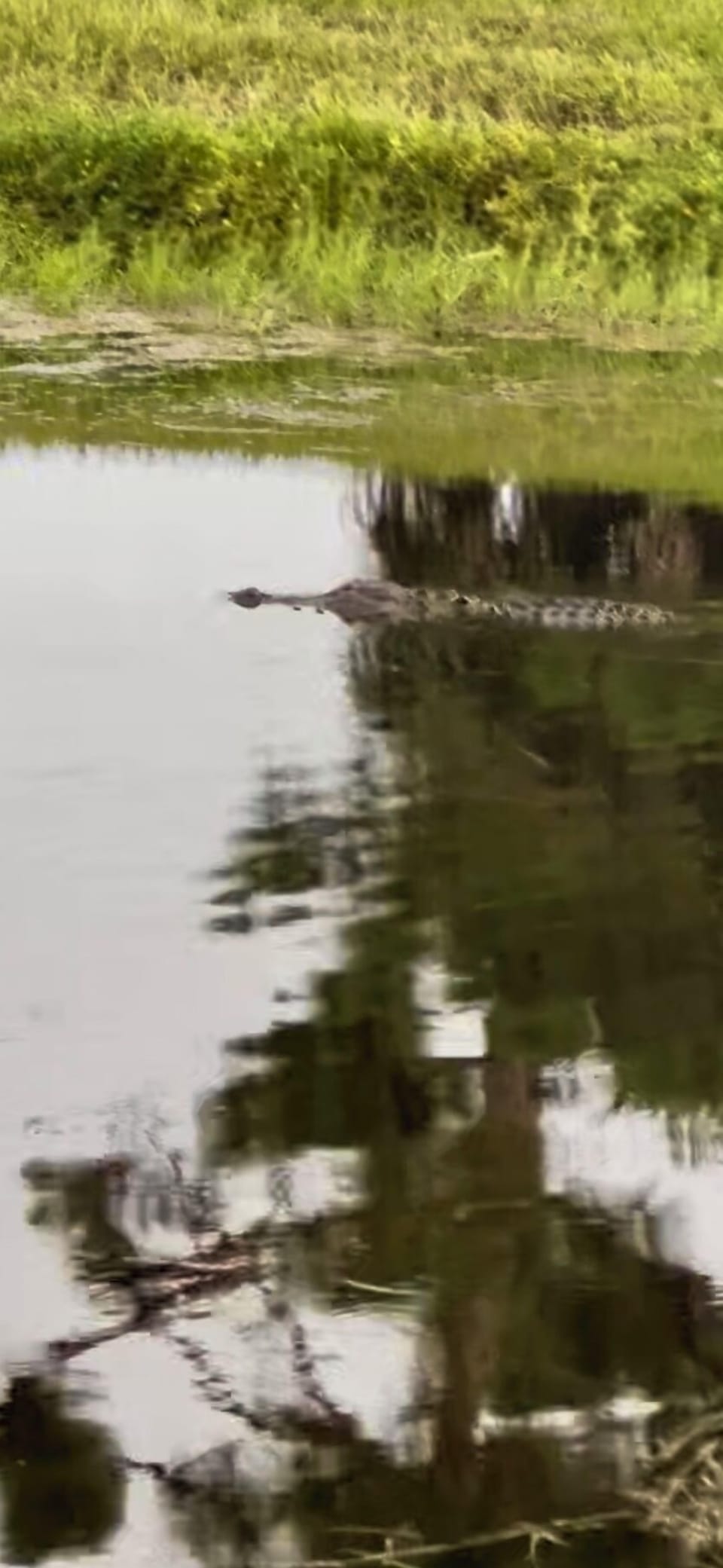 ALLIGATORS IN CANAL!!